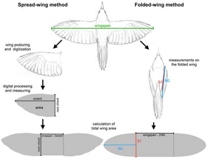 Angel Reese: Wingspan Measurement And Its Impact