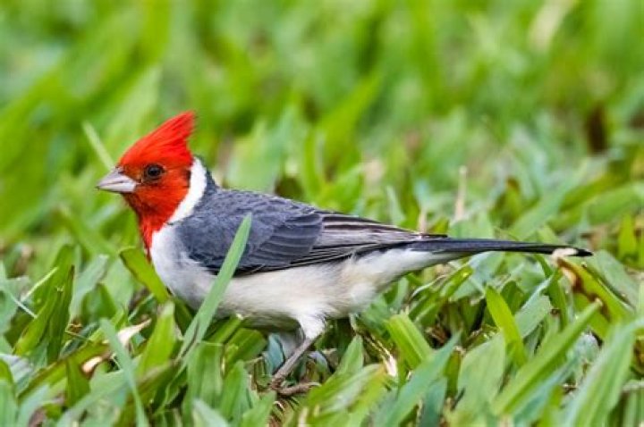 Are Cardinals A Sign Of Good Fortune: Unveiling The Truth