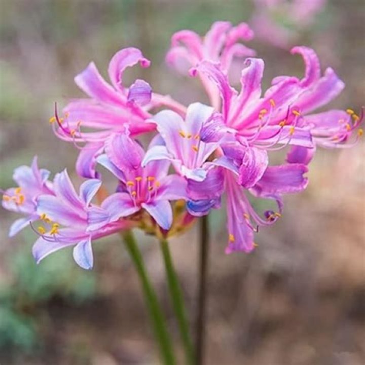 Discover The Enigmatic Meaning Of The Purple Spider Lily