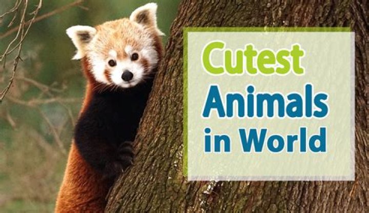 Discover The Irresistible Charm Of The Cutest Animals
