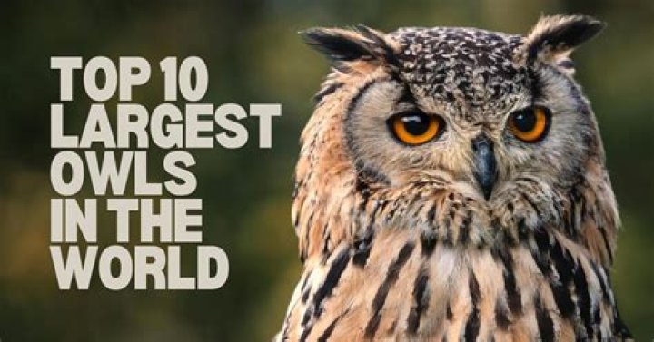 Discover The Majestic Largest Owls: Unraveling The Secrets Of Nature's Giants