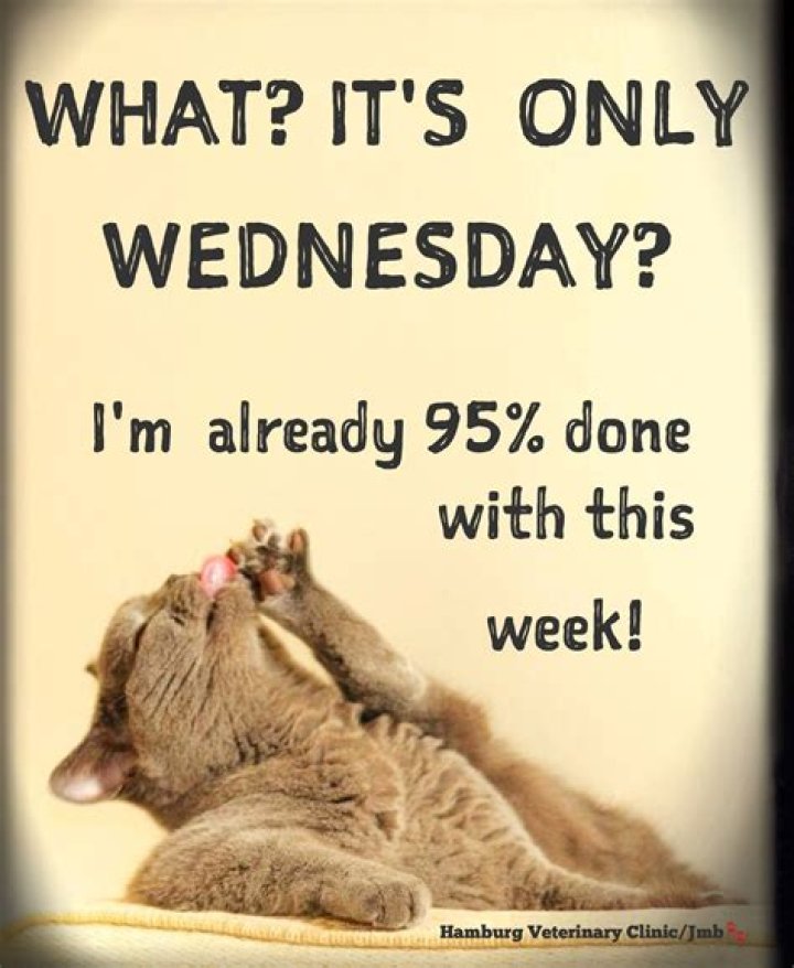 Hilarious Humor For A Midweek Boost: The Funniest Hump Day Laughs