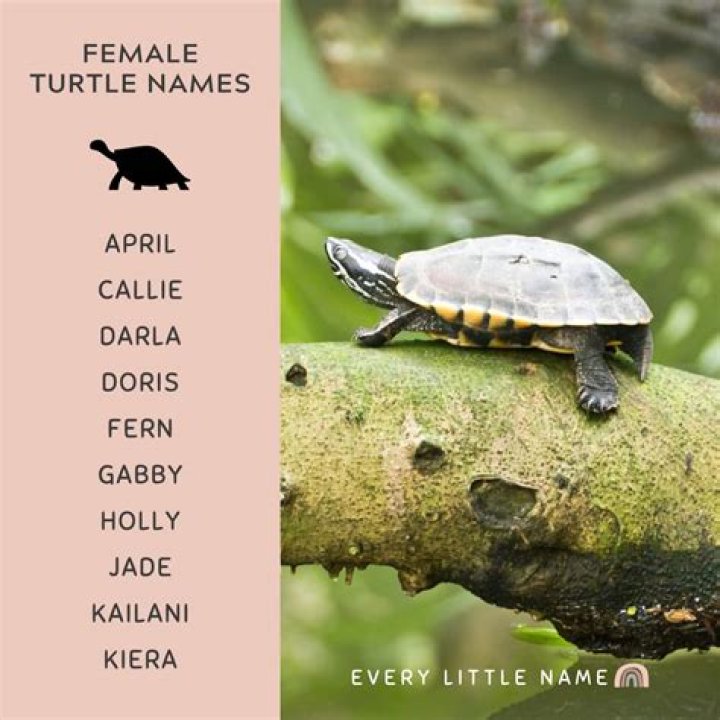 Most Popular Female Turtle Name Ideas