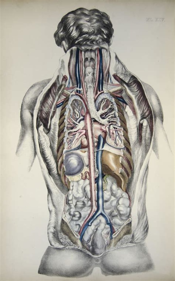The Extraordinary Anatomy Of Tarrare's Organs: A Medical Enigma