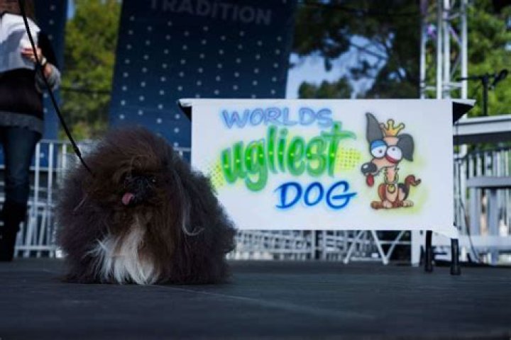 The Most Hideous Hound: Meet The World's Ugliest Dog