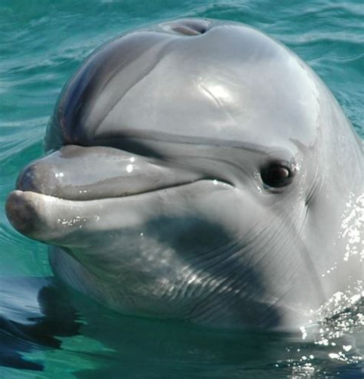 Uncovering The Truth: Are Dolphins Really Mean?