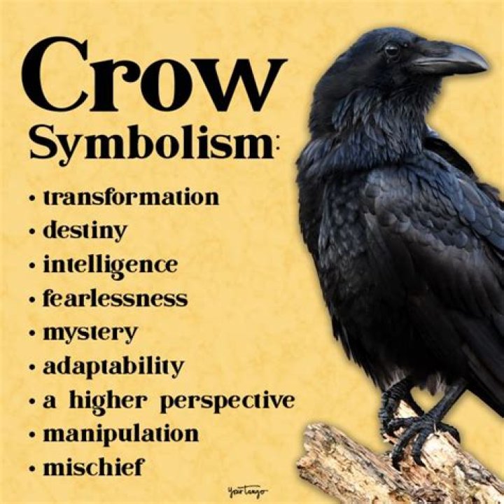 Unraveling The Enigmatic Symbolism Of The Black Crow