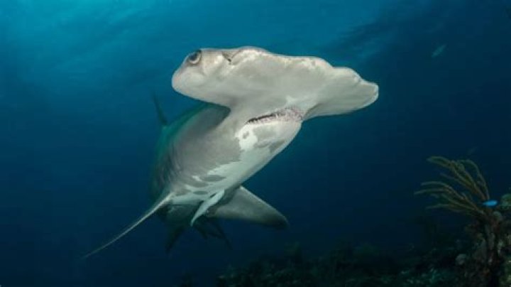 Unveiling Young Nudy's Age: Insights And Discoveries