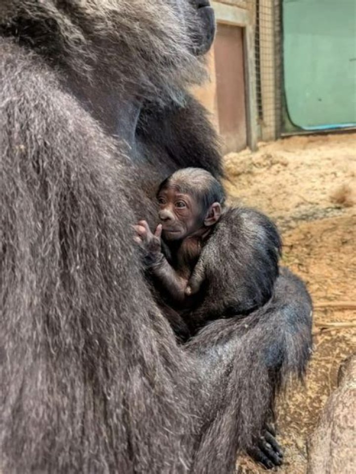 When Was Glorilla Born And Surprising Facts